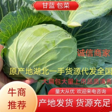大扁包产地直供大产区.货源充足全国发货。菜质清秀漂亮