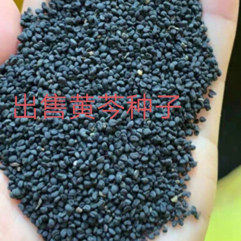 出售2025年新产黄芩种子，纯新包发芽