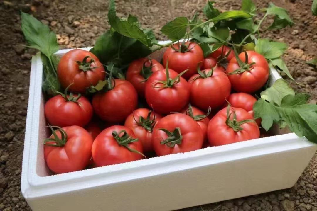 一盘用普罗旺斯西红柿、新鲜罗勒叶和橄榄油拌制的沙拉,色彩鲜艳,自然清香 普罗旺斯西红柿与新鲜罗勒叶搭配的沙拉