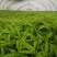 沭阳县华冲镇芦蒿