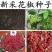 四川花椒树种子正宗大红袍花椒种子韩城九叶青花椒无