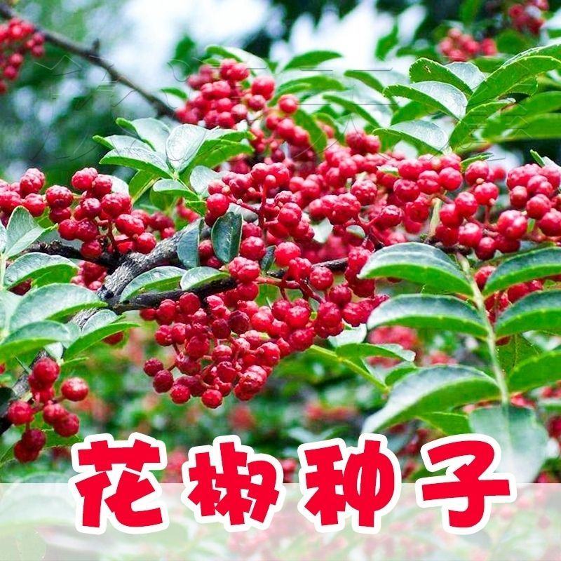 四川花椒树种子正宗大红袍花椒种子韩城九叶青花椒无