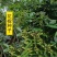 四川花椒树种子正宗大红袍花椒种子韩城九叶青花椒无