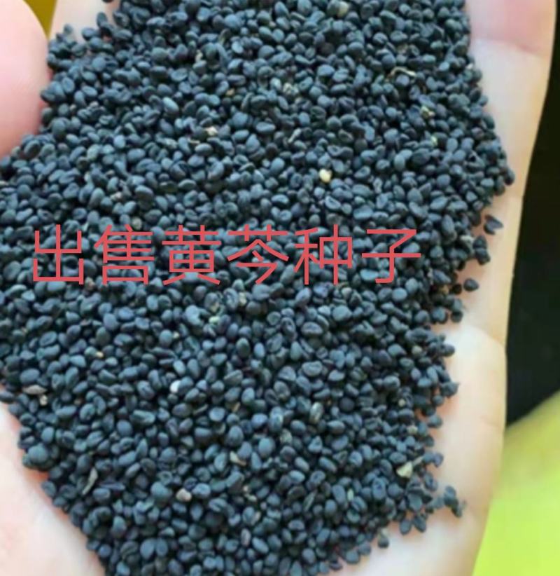 出售2025年新产黄芩种子，纯新包发芽