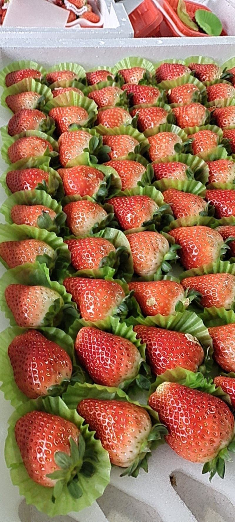 邳州妙香草莓精品草莓妙香奶油草莓果靓味甜
