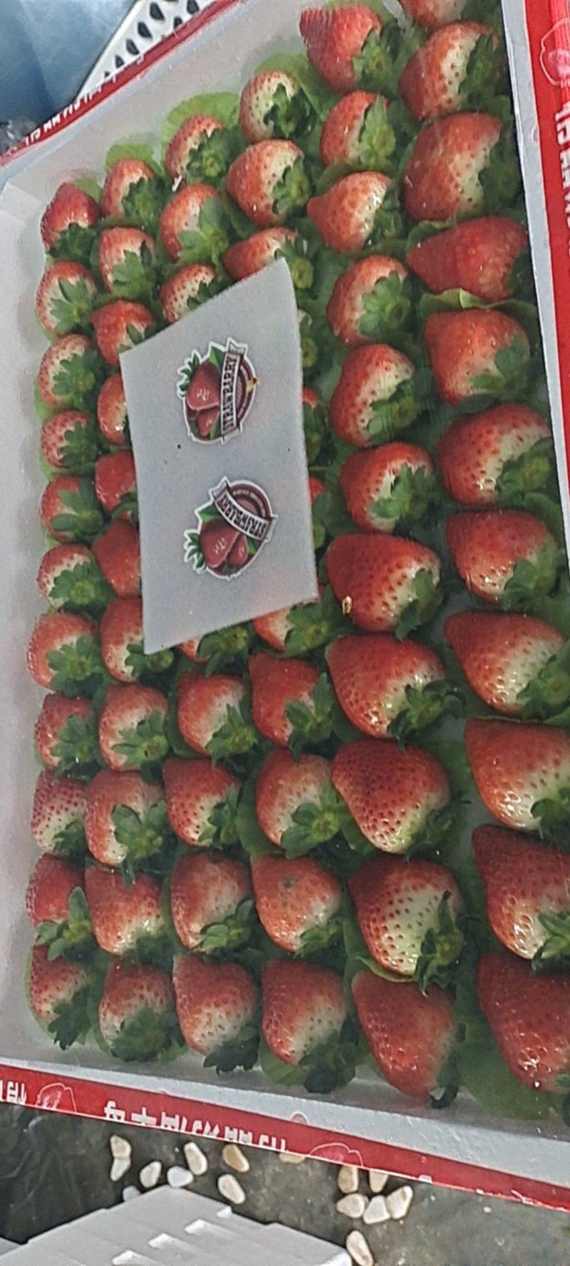 邳州妙香草莓精品草莓妙香奶油草莓果靓味甜