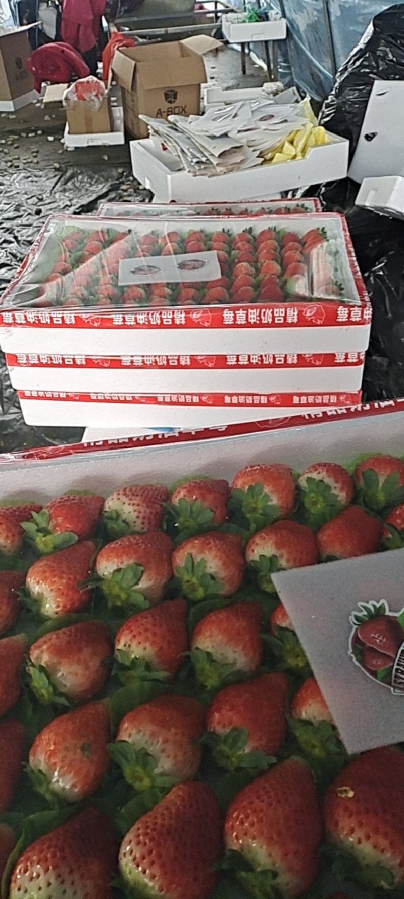 邳州妙香草莓精品草莓妙香奶油草莓果靓味甜