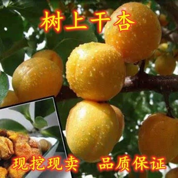 新疆树上干杏树苗吊干杏树苗沙金红杏小白杏巨蜜王杏树苗