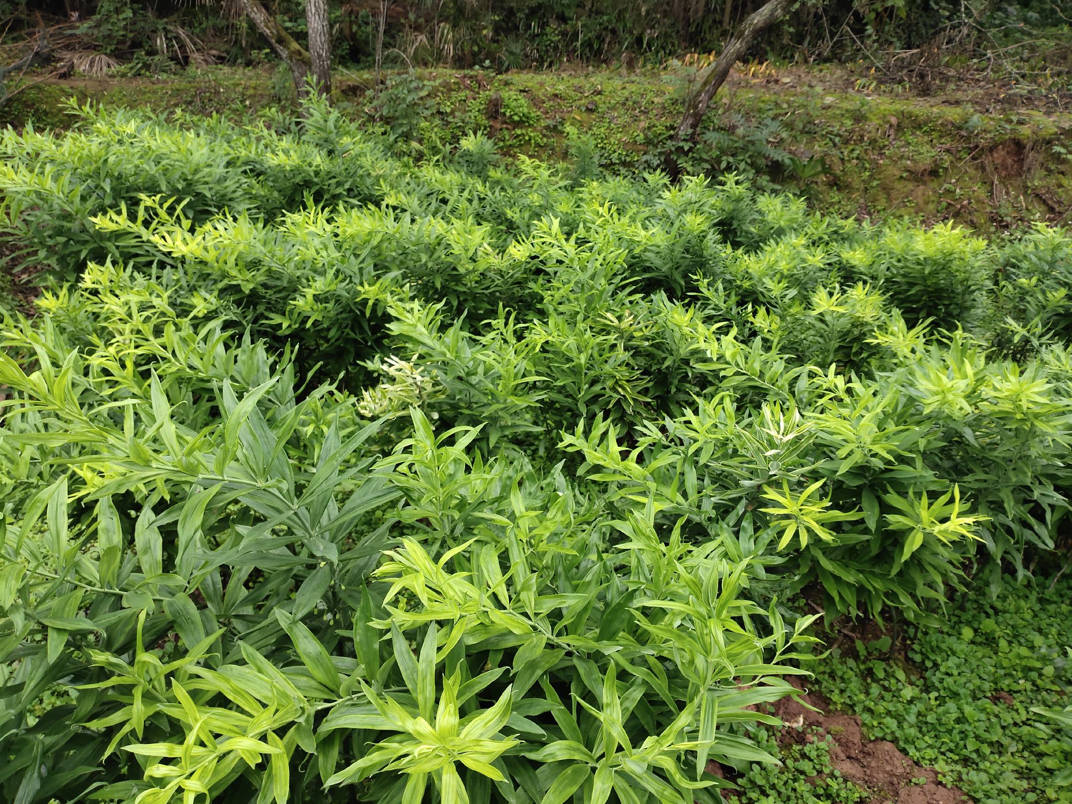 黄精与熟地黄在不同应用场景中的使用示意图