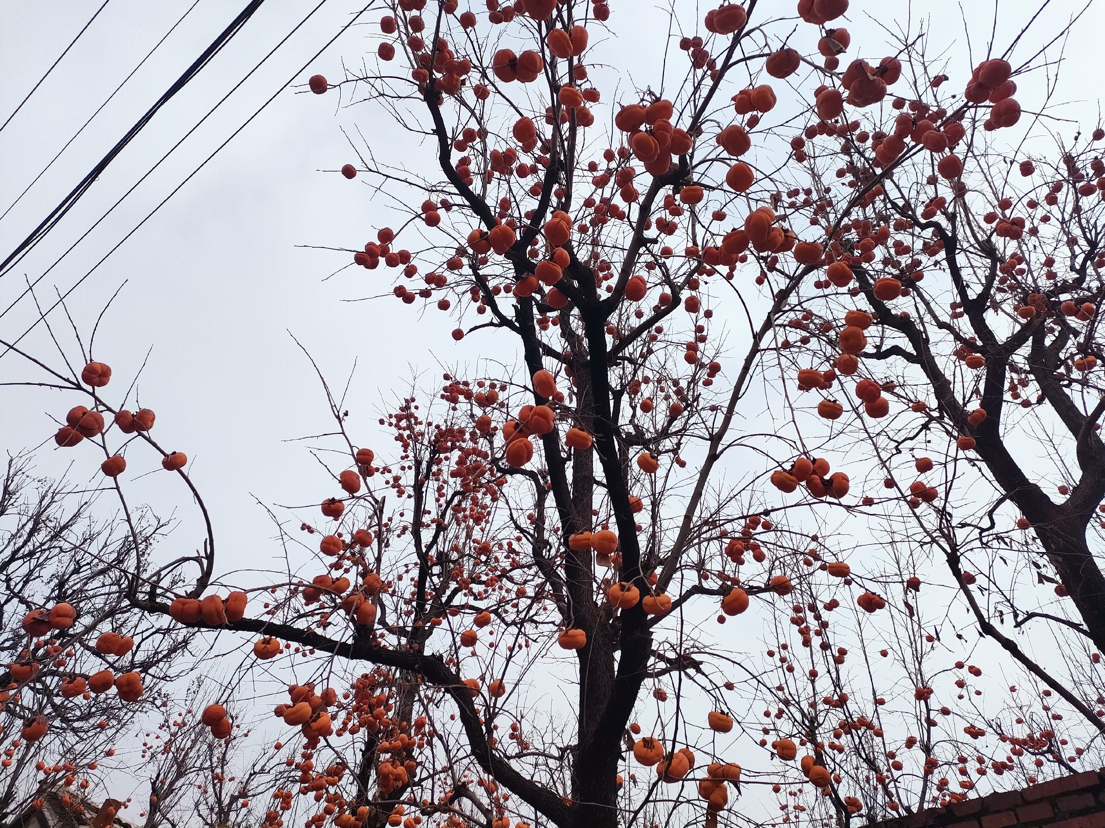 一颗表面覆盖薄霜的深红色冻柿子,放置在木质托盘上,背景为雪地和老式农家庭院,展现出北方冬季的传统民俗氛围 冻柿子特写