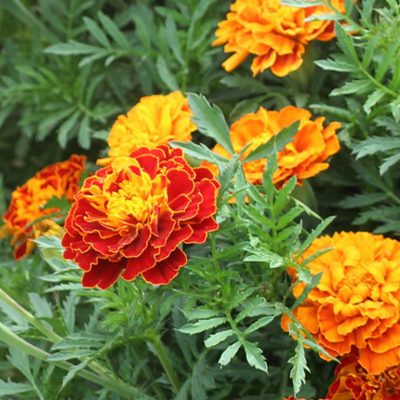 孔雀草种子混色重瓣草花种子庭院室外景观花卉四季易种花种