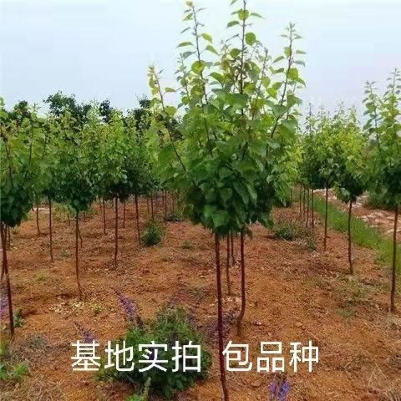 新疆树上干杏树苗吊干杏树苗沙金红杏小白杏巨蜜王杏树苗