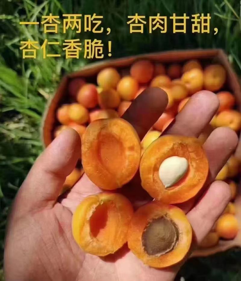 新疆树上干杏树苗吊干杏树苗沙金红杏小白杏巨蜜王杏树苗