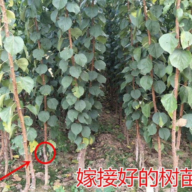 新疆树上干杏树苗吊干杏树苗沙金红杏小白杏巨蜜王杏树苗