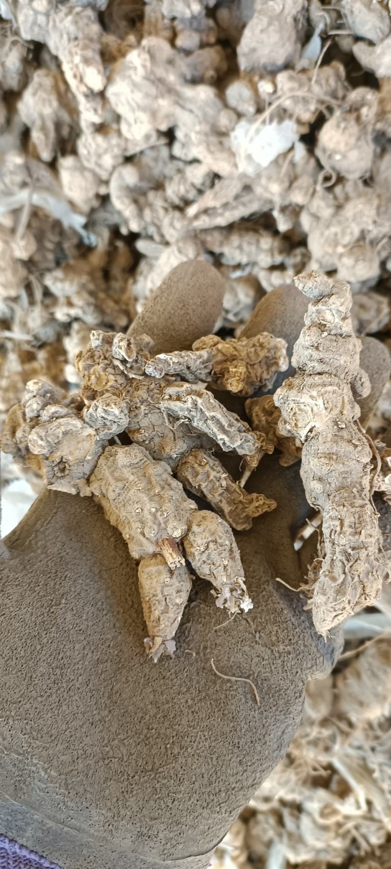 条形朱砂点苍术种子