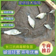 鲫鱼苗，草鱼苗，鲤鱼苗，抗病力强，，提供养殖技术，包送货