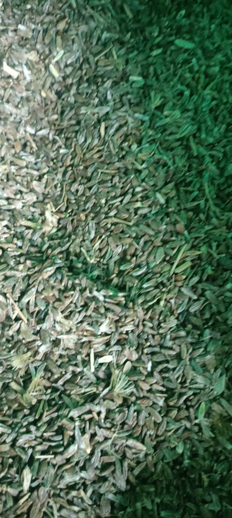 条形朱砂点苍术种子