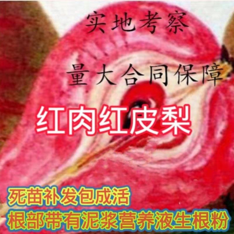 新品种红肉红皮梨树苗秋月梨树苗翠冠梨树苗红梨苗