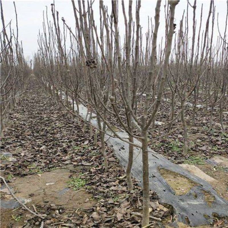 新品种红肉红皮梨树苗秋月梨树苗翠冠梨树苗红梨苗