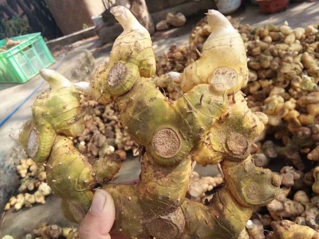 熟地黄与川芎药材对照图