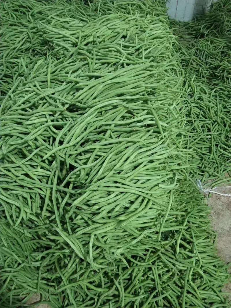 云南，精品豆王