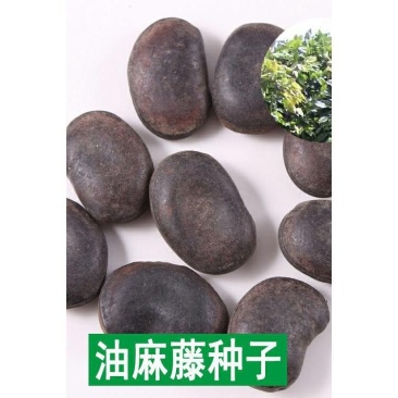 油麻藤种子批发牛马藤/常绿油麻藤/大血藤藤本植物送专业种