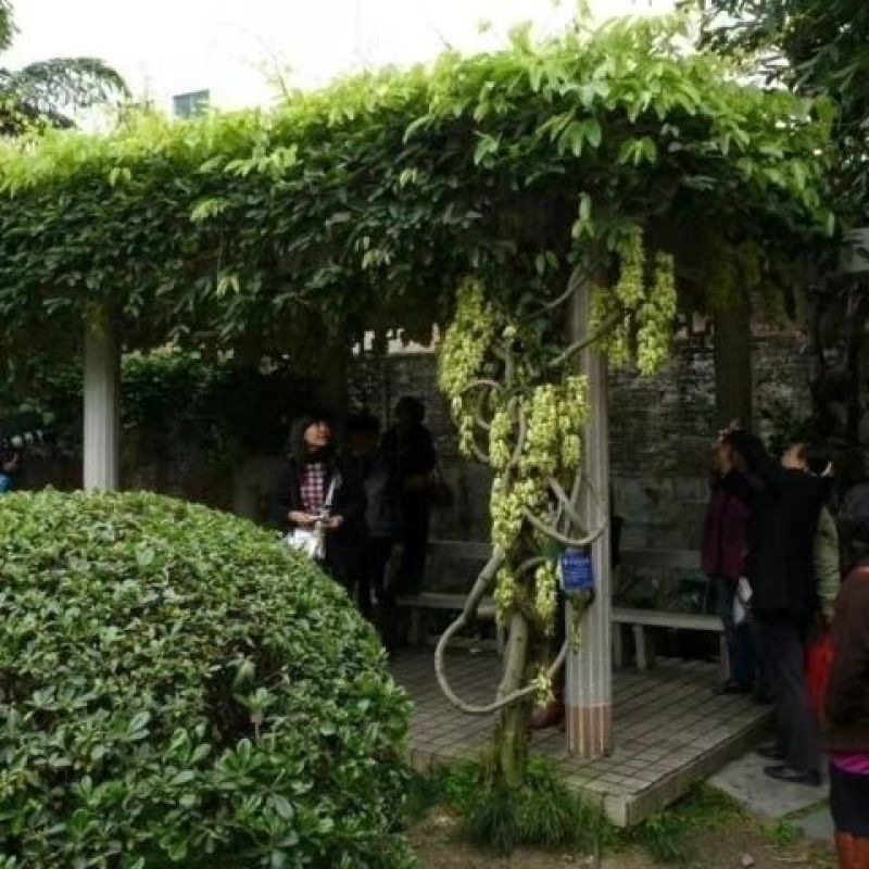 油麻藤种子批发牛马藤/常绿油麻藤/大血藤藤本植物送专业种