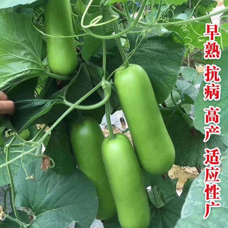 好特美瓠三号瓠瓜种子早熟高产抗病亮绿型杂交短棒瓠子瓜大田