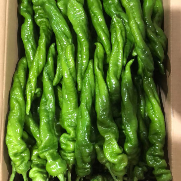 螺丝椒，黄皮，线椒