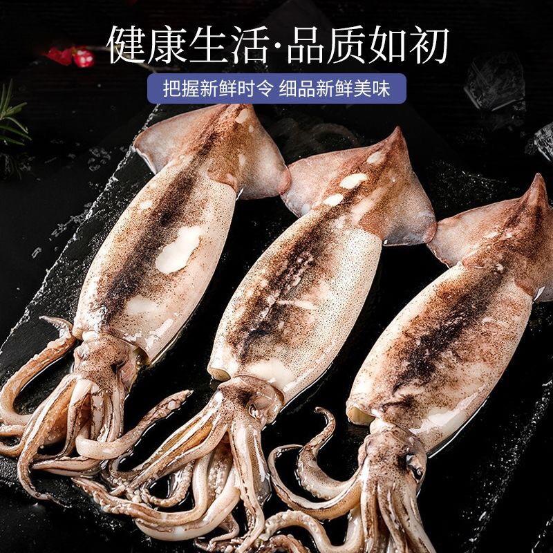 新鲜大鱿鱼冷冻发货水产鱿鱼整只烧烤食材尤鱼批发