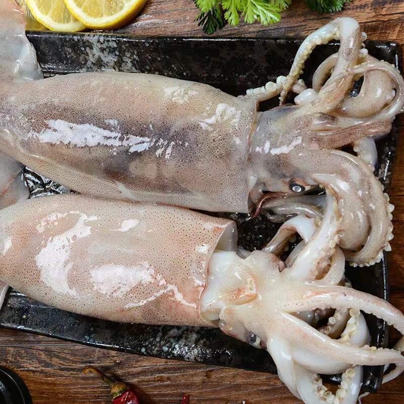 新鲜大鱿鱼冷冻发货水产鱿鱼整只烧烤食材尤鱼批发