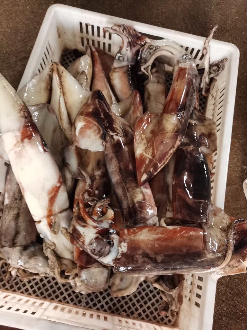 新鲜大鱿鱼冷冻发货水产鱿鱼整只烧烤食材尤鱼批发
