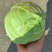 大量包菜精品，欢迎老板采购！