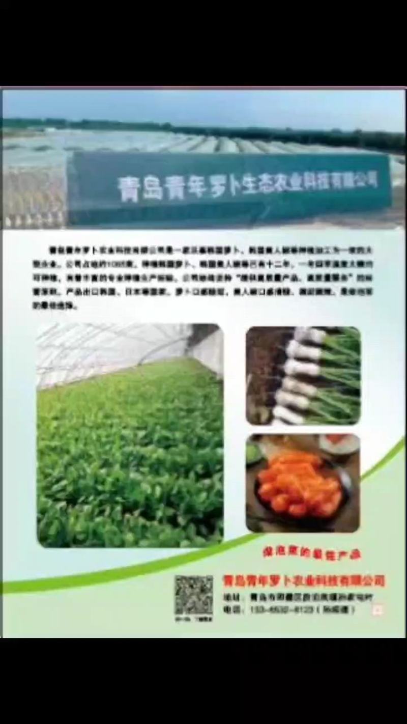 泡菜萝卜青年萝卜小伙萝卜神明萝卜