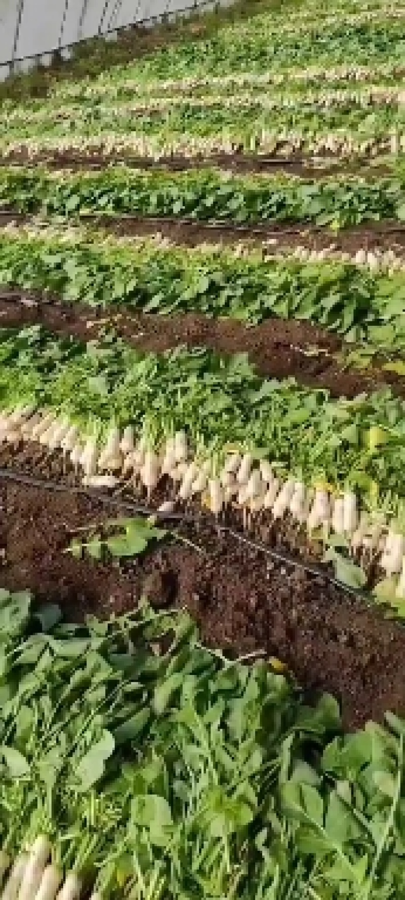 泡菜萝卜青年萝卜小伙萝卜神明萝卜