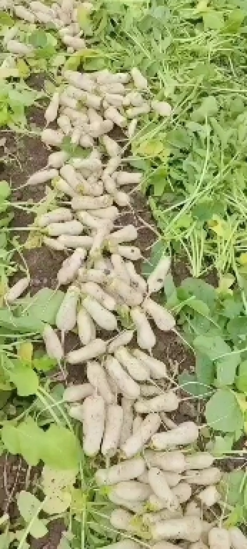 泡菜萝卜青年萝卜小伙萝卜神明萝卜