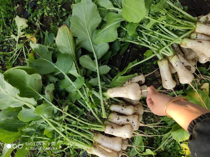 泡菜萝卜青年萝卜小伙萝卜神明萝卜