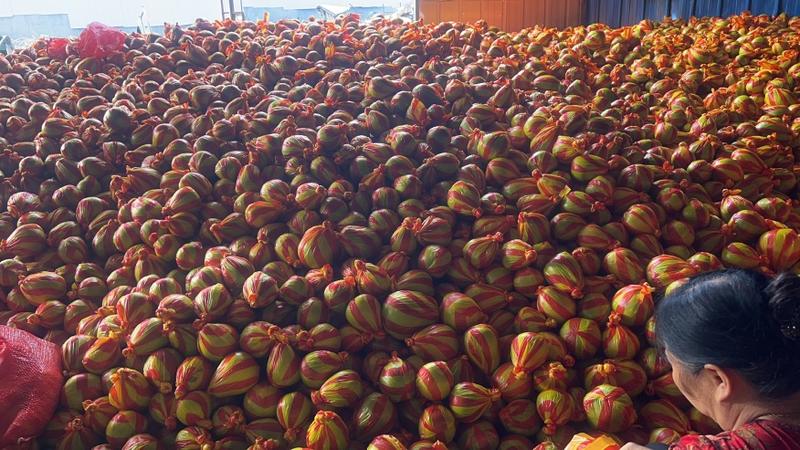 湖南洪江市冰糖柚，原产地一手货源，代发全国，