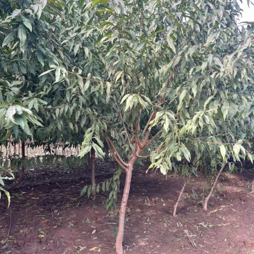 红叶碧桃，大量3公分，4到12公分碧桃。
