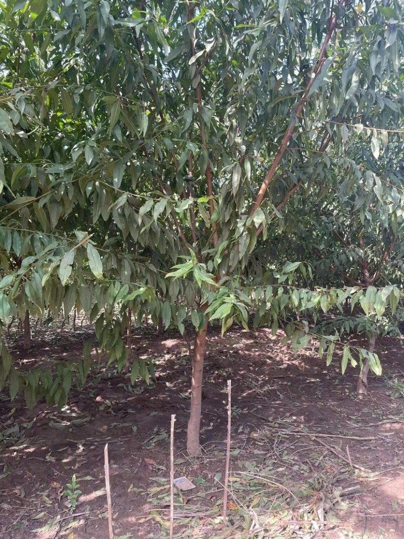红叶碧桃，大量3公分，4到12公分碧桃。