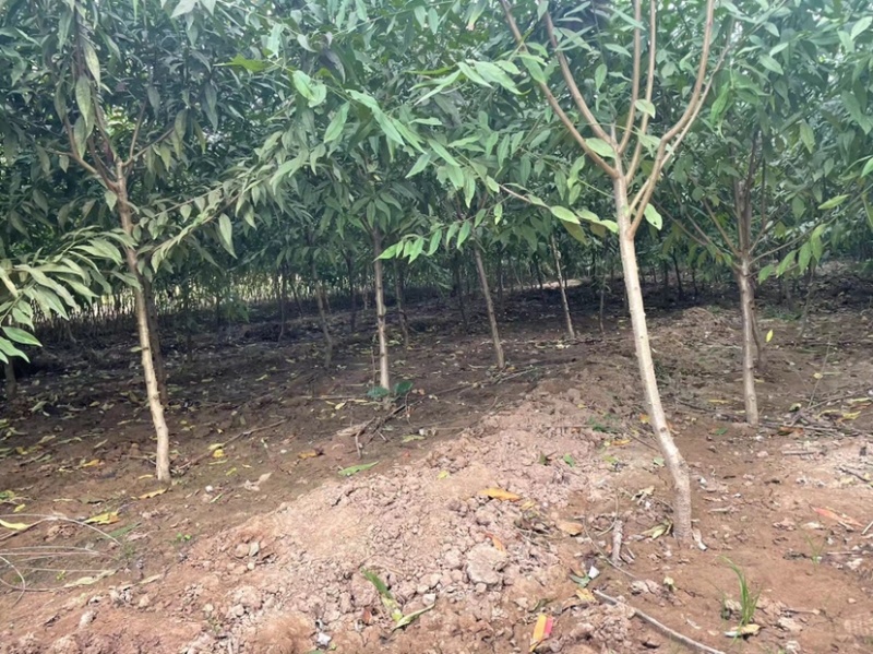 红叶碧桃，大量3公分，4到12公分碧桃。