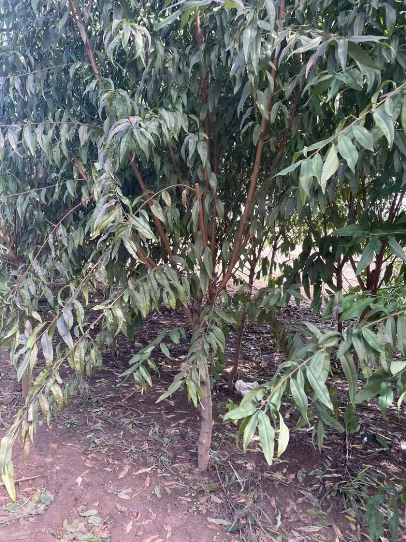 红叶碧桃，大量3公分，4到12公分碧桃。