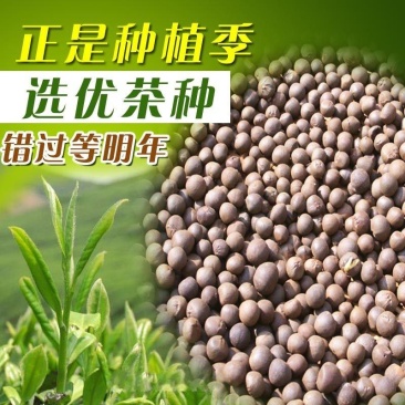 早茶绿茶种子特早茶种子耐寒茶叶种子茶树籽各种茶叶种