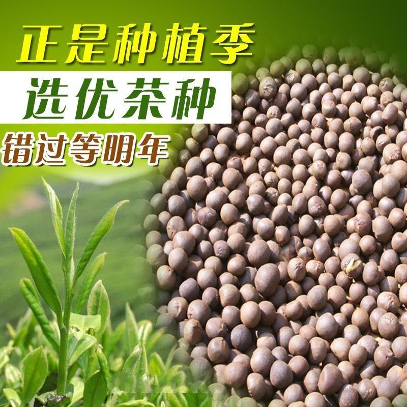 早茶绿茶种子特早茶种子耐寒茶叶种子茶树籽各种茶叶种