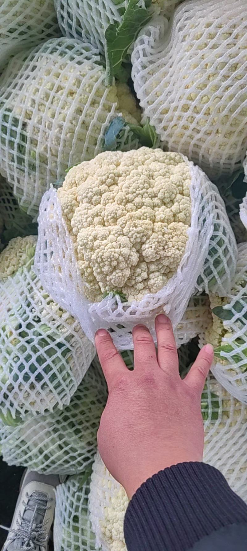 大量松花菜精品，欢迎老板采购！