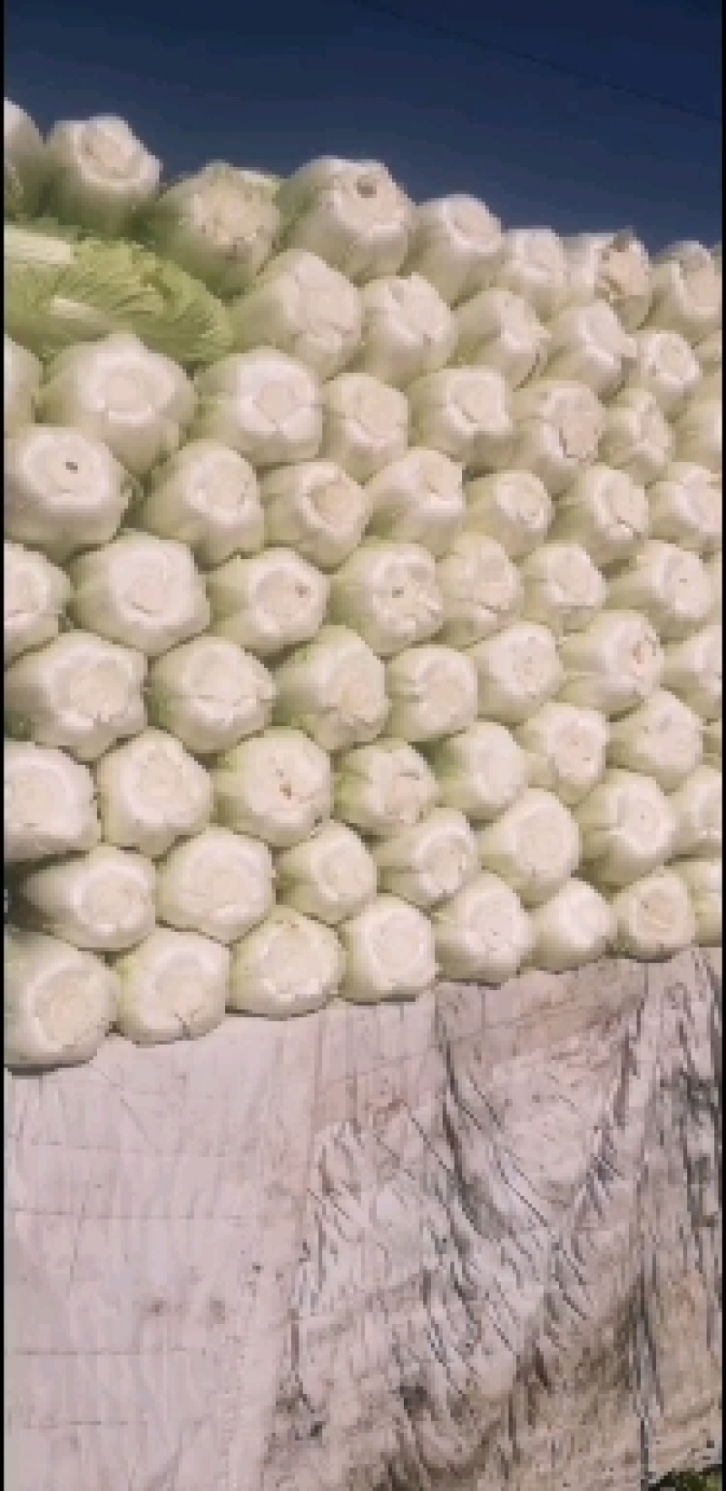 新三号大白菜有货有需要的联系我