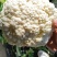 大量松花菜精品，欢迎老板采购！