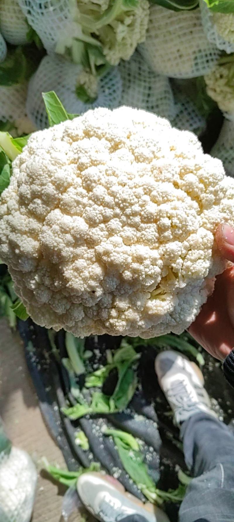 大量松花菜精品，欢迎老板采购！