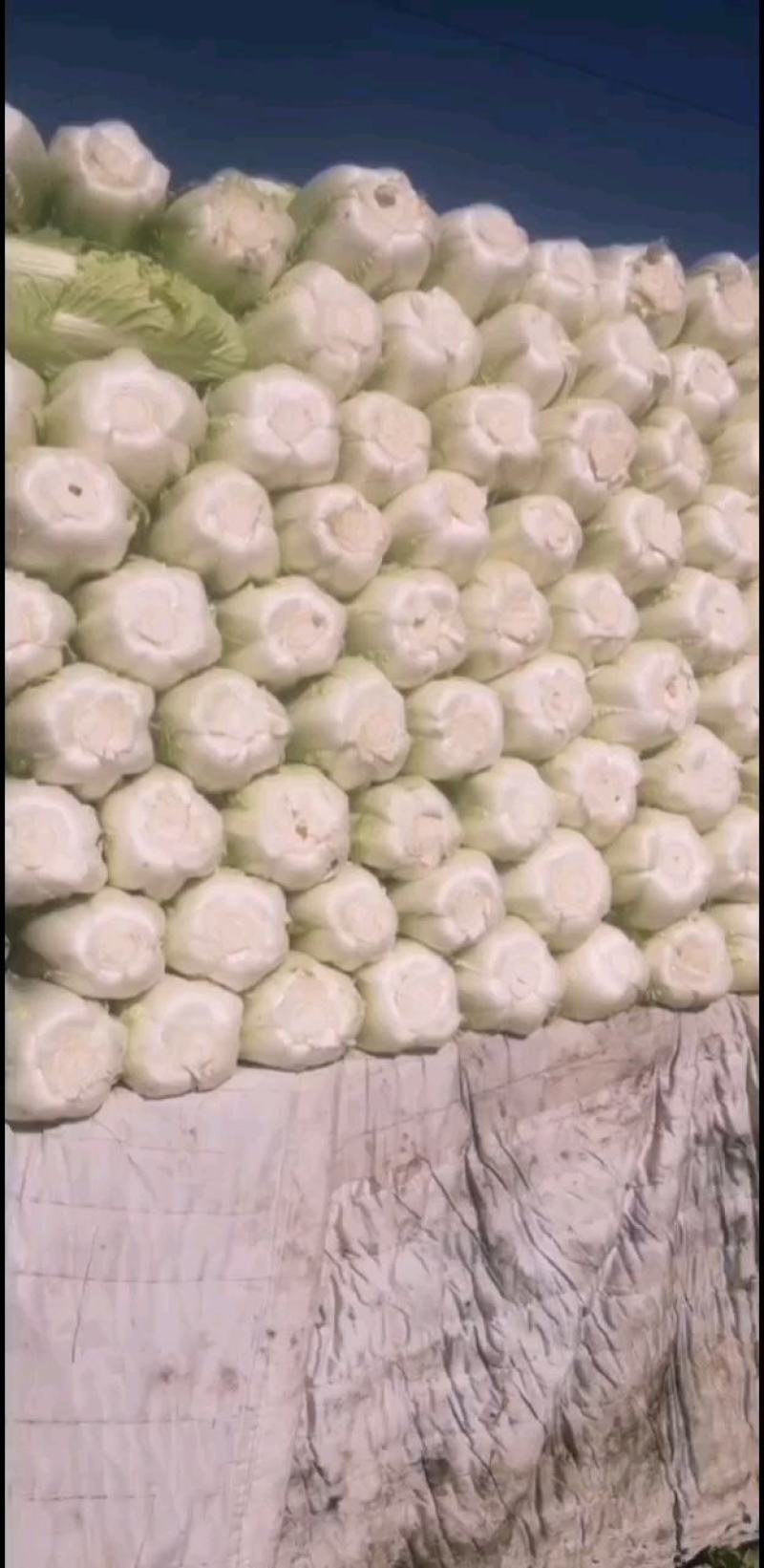 新三号大白菜有货有需要的联系我