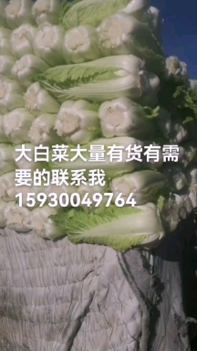 新三号大白菜有货有需要的联系我